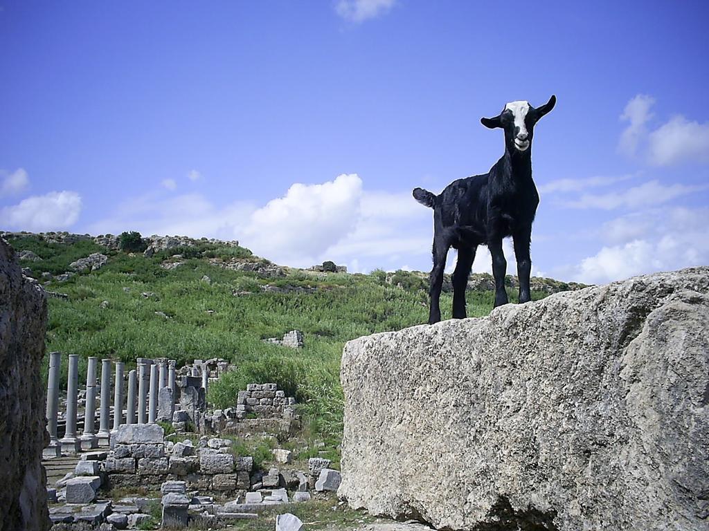 Maji Village Çıralı Εξωτερικό φωτογραφία
