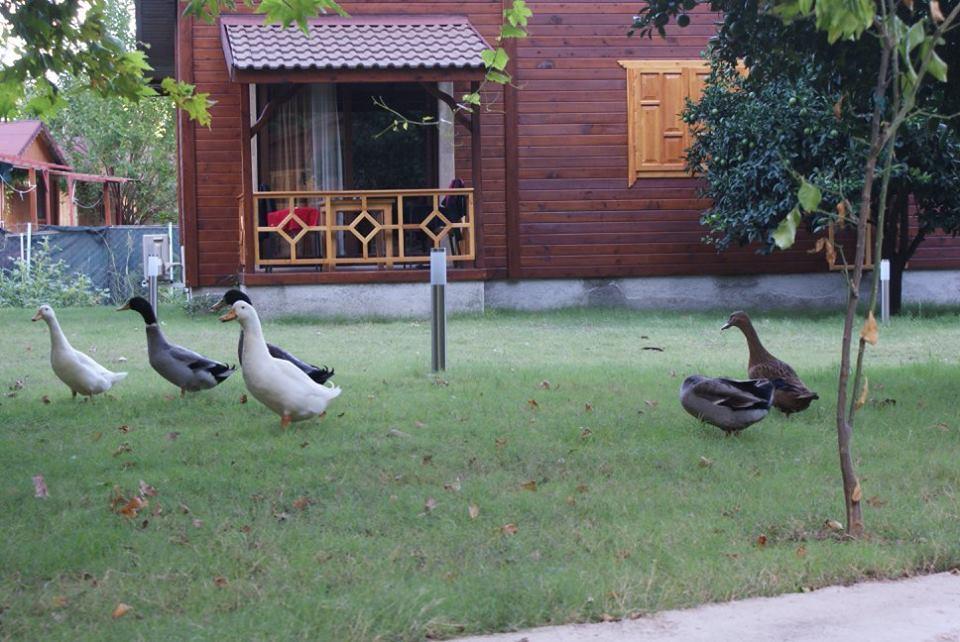Maji Village Çıralı Εξωτερικό φωτογραφία